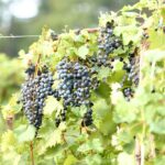 Honker Hill Wine Harvest