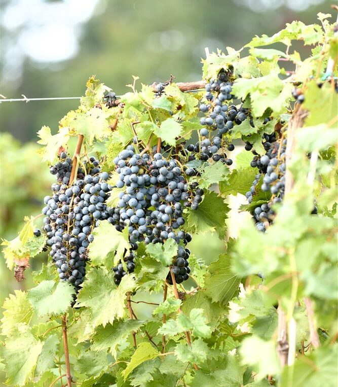 Honker Hill Wine Harvest